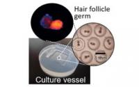 Практическая технология регенерации волос